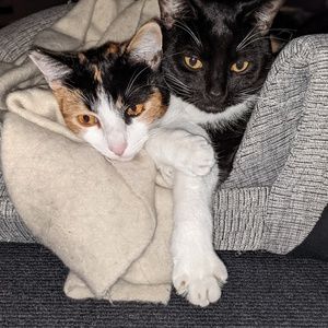 Meet your Posher, Indiana